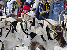 Свыше 61 тысячи человек посетили День оленевода в Новом Уренгое