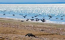 Биологическое оружие: Северо-западное побережье Крыма завалено мертвыми птицами
