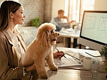 Российские офисы могут стать зоопарками