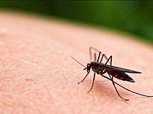 Комариный смерч в Татарстане: необычное явление и меры предосторожности