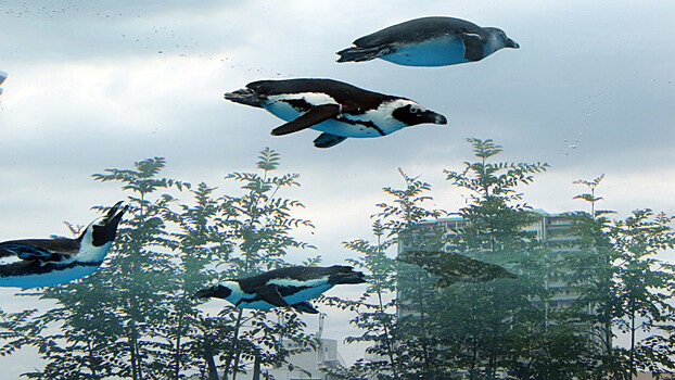 В Токио открыли аквариум с «летающими» пингвинами