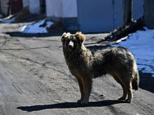 СКР возбудил дело из-за нападения стаи бродячих псов на пятилетнего мальчика