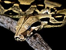 В ручной клади женщины нашли удава