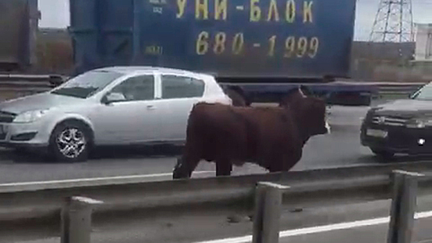 Парнокопытный беглец: на КАД в Петербурге заметили быка