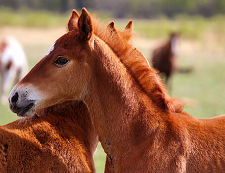 История Y-хромосомы лошадей поможет вывести новые породы
