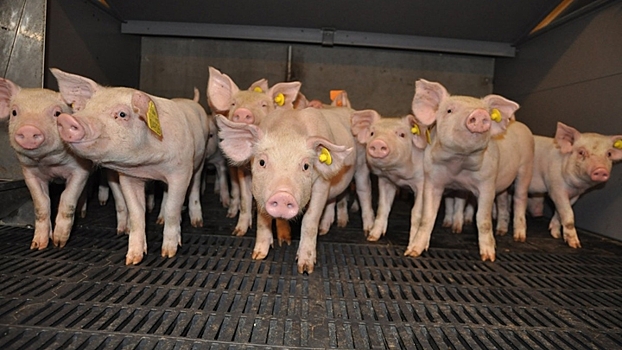 Ирландская компания откроет под Воронежем репродуктор по разведению свиней