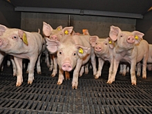 Ирландская компания откроет под Воронежем репродуктор по разведению свиней