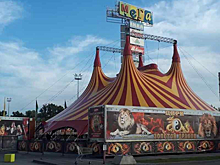 «Золотой дракон» проиграл новосибирской зоозащитнице в суде