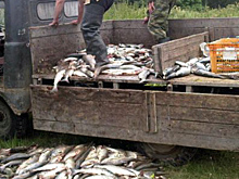 77 уголовных дел: на Сахалине продолжается мероприятие «Путина-2020»