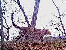 «Пятнистая леди» попала в объектив фотоловушки российского заповедника