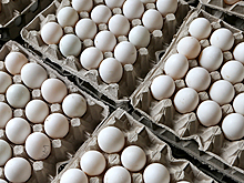 Импортозамещение добралось до яиц и семян