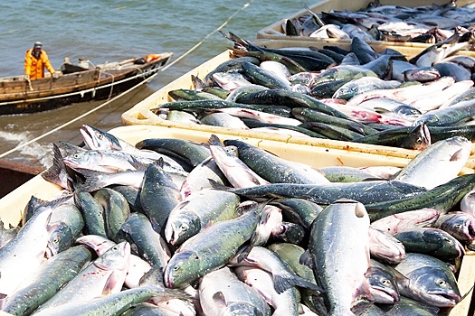 ВАРПЭ: запрет на импорт рыбы из России ударит по рынку США