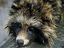 В Ульяновской области завершили программу по вакцинации от бешенства диких животных