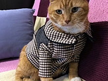 Кот Филимон из Выборгского замка получил третье пальто «на каждый день»