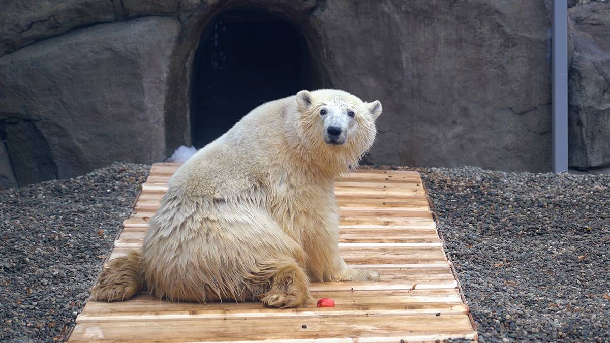 «Старательно и очень тщательно»: в Московском зоопарке показали рыбалку медведя Диксона