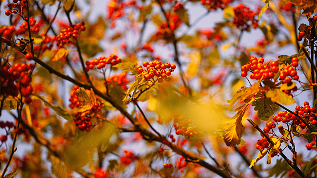 В Калугу снова придет бабье лето