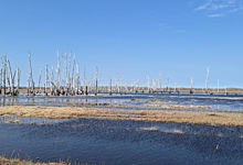 В Тарском районе из-за повышения уровня Аркарки под водой оказались огороды, дорога и дамба