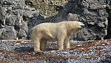 На Чукотке более 200 белых медведей вышли к берегу