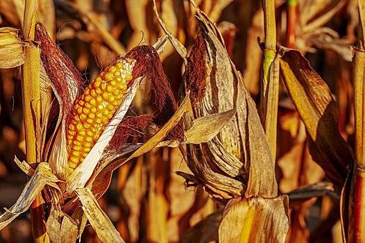 Сильная засуха в Юго-Восточной Европе сильно снижает урожай кукурузы и мешает севу озимых культур