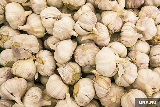 Российский депутат рассказал, как лечил чесноком в «красной зоне»