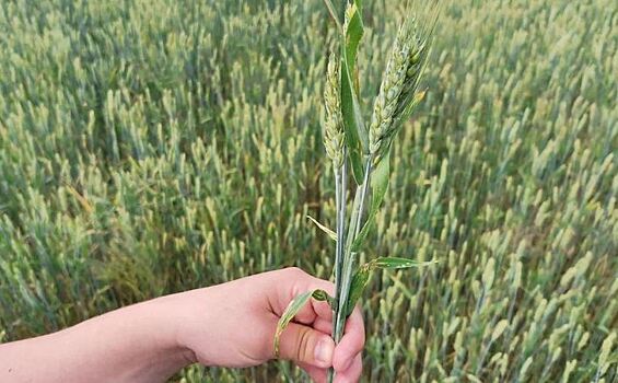 Прогнозируется увеличение численности вредных насекомых на зерновых культурах в июле