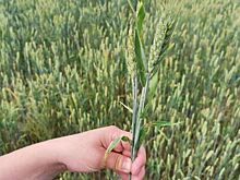 Прогнозируется увеличение численности вредных насекомых на зерновых культурах в июле