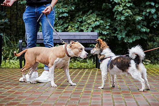 Как подружить разных животных в одном доме