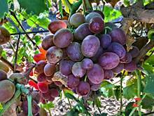 Синоптик ответила, может ли жаркое лето заставить уральских аграриев выращивать виноград