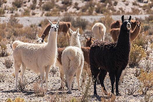 Вора поймали благодаря стаду лам