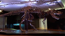 Почти 200 костей за 32 миллиона: на аукционе продан самый известный скелет тиранозавра
