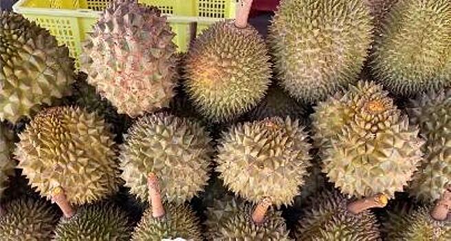 В Сингапуре ждут начала сезона дурно пахнущего фрукта дуриана