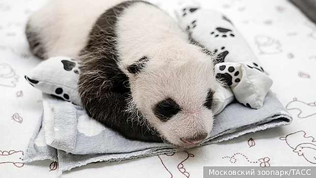 В Московском зоопарке рассказали, сколько лет новорожденная панда проживет в России