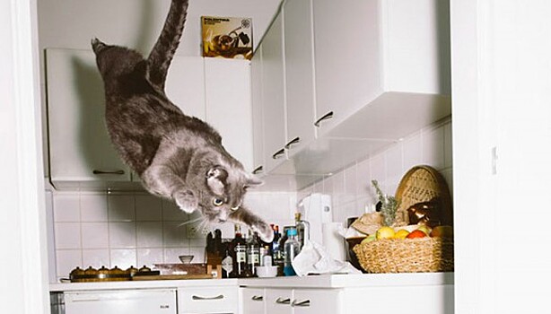 Австрийский фотограф снимает летающих котов