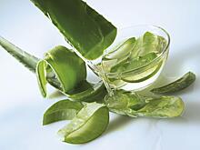 Врач рассказала о неожиданном свойстве алоэ