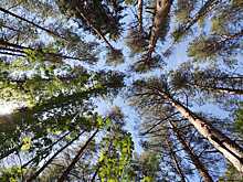 В Новосибирске варварски выкашивают поляны сосен