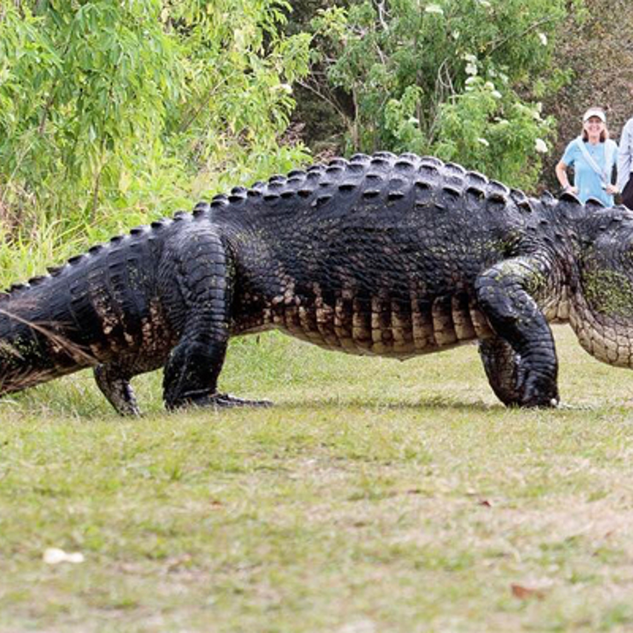Крокодил 5 метров. Крокодил 5 метров. Гигантский гребнистый крокодил. Самый гигантский крокодил в мире. Крокодил лолонг.