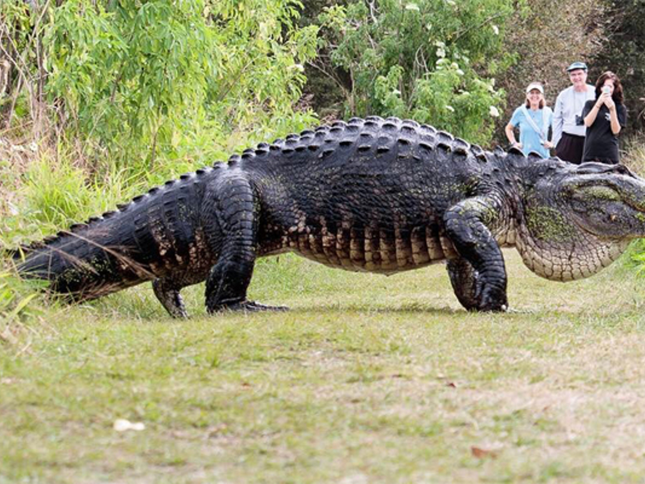 Рептилия из ада: как выглядит самый большой крокодил в мире - Рамблер/спорт