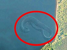 Мистические существа, замеченные на Google Maps