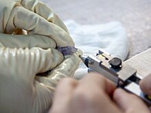 В Красноярске впервые чипировали мальков осетра