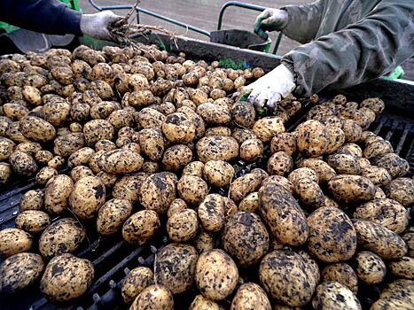 Россиян хотят оставить без нефасованной картошки