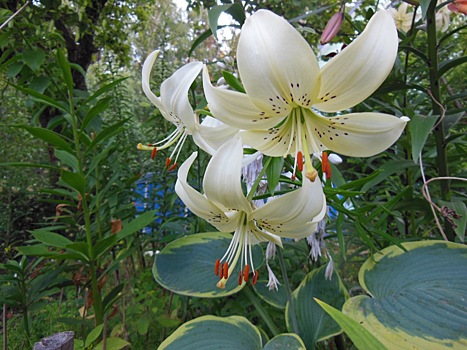 Две выставки лилий и растений второй половины лета пройдут в «Аптекарском огороде»