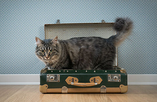 «Мы везем с собой кота»: как взять питомца в отпуск