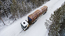 В России впервые стартовали биржевые торги лесом на экспорт