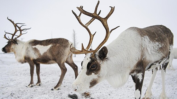 В АТОР рассказали, где можно увидеть «бриллиантовый снег»