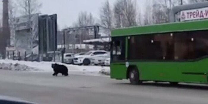 В Нижневартовске автобус преградил дорогу медведю и спас человека