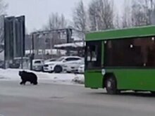 В Нижневартовске автобус преградил дорогу медведю и спас человека