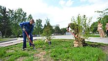 Первые хвойно-лиственные композиции высадили на площади Чайковского