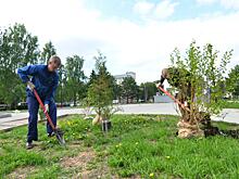 Первые хвойно-лиственные композиции высадили на площади Чайковского