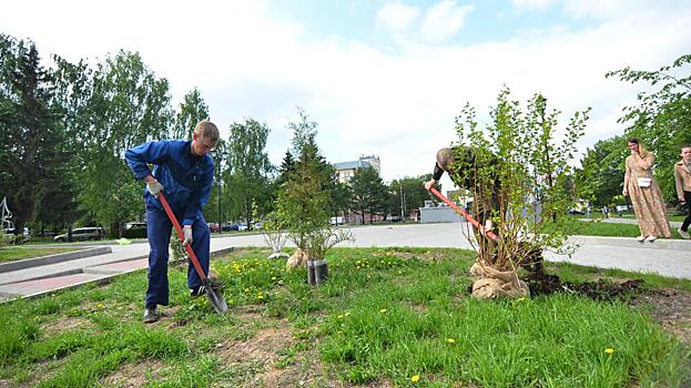 Первые хвойно-лиственные композиции высадили на площади Чайковского