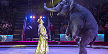 Документы Главархива расскажут об истории развития циркового искусства Москвы